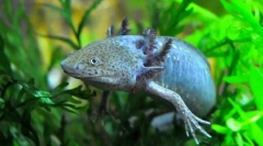 Axolotl (снимка): не желае да расте с усмихнатия дракон